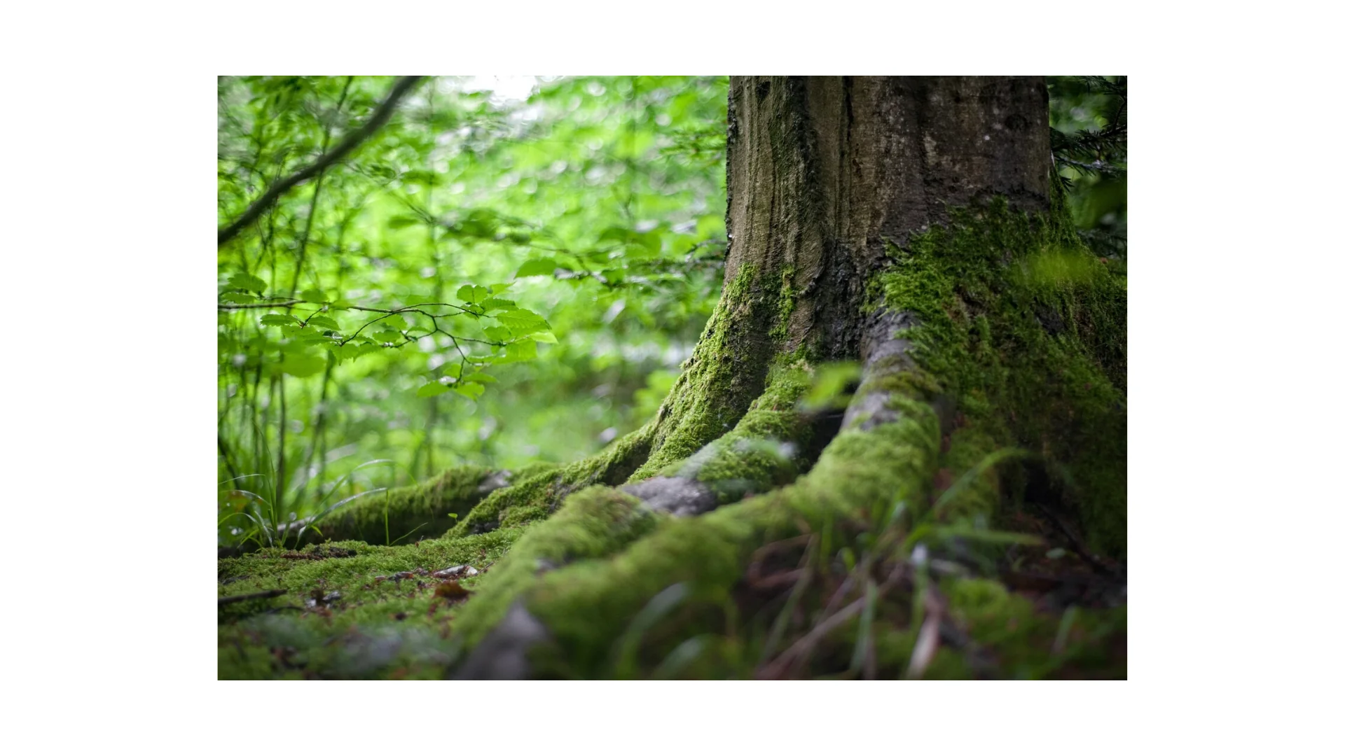 Mindfulness Forest 🌳 Experience