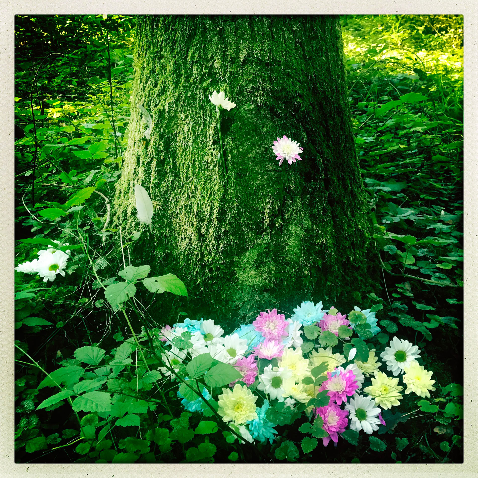 Mindfulness Forest 🌳 Experience