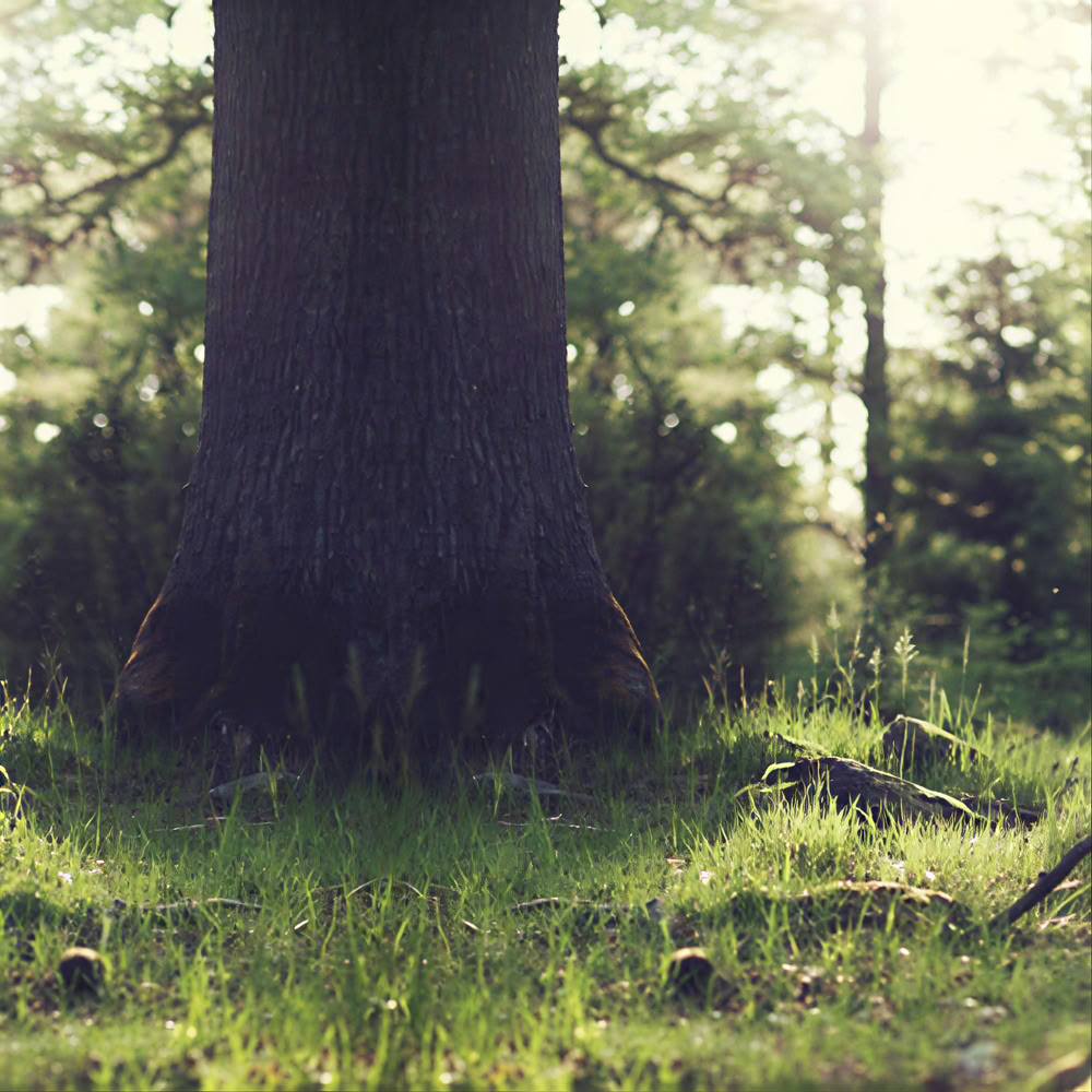 Mindfulness Forest 🌳 Experience