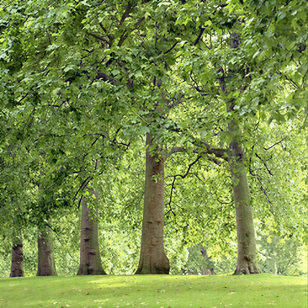 Mindfulness Forest 🌳 Experience