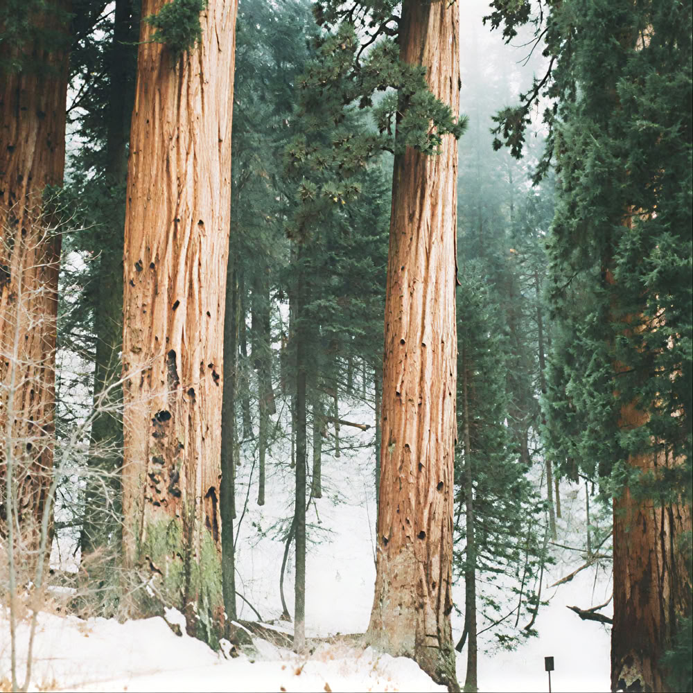 Mindfulness Forest 🌳 Experience