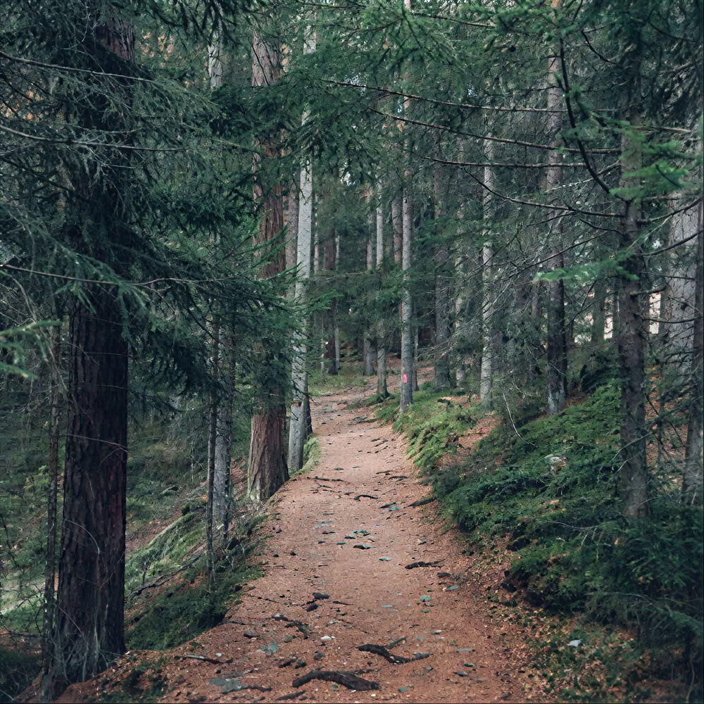 Mindfulness Forest 🌳 Experience