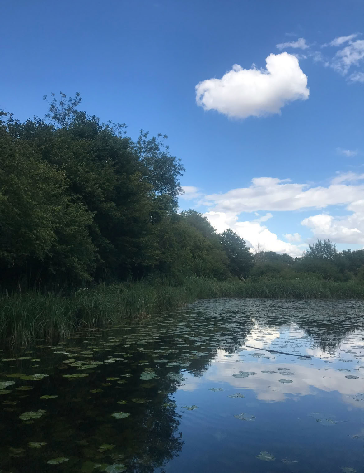 Mindfulness Forest 🌳 Experience