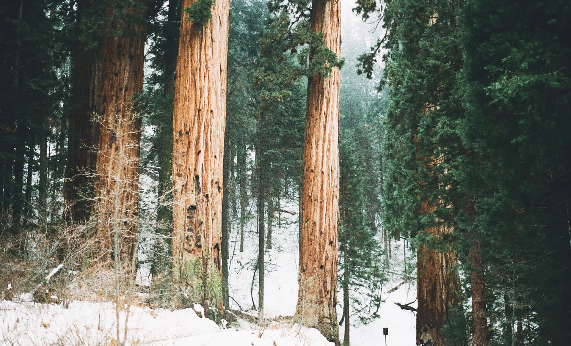 Mindfulness Forest 🌳 Experience
