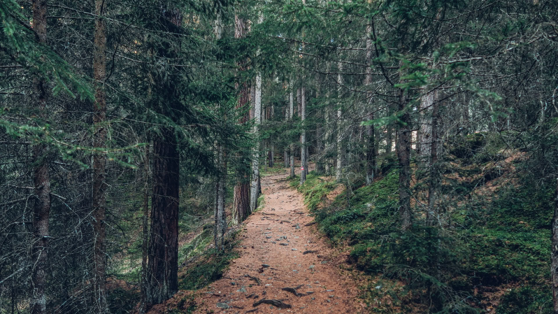 Mindfulness Forest 🌳 Experience