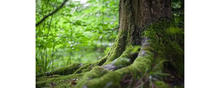 Mindfulness Forest 🌳 Experience
