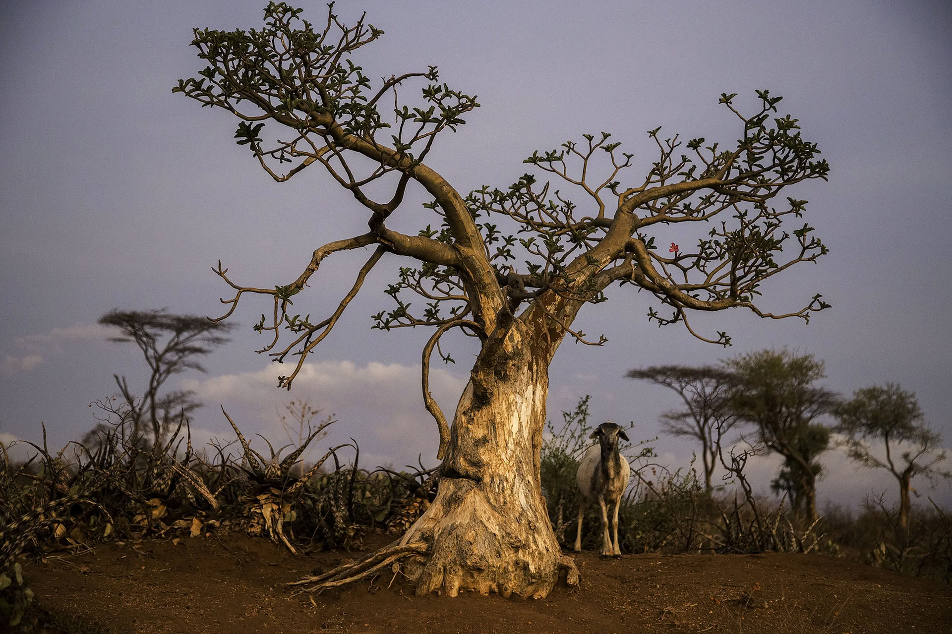 Northern Ethiopia Trek to the Simien Mountains
