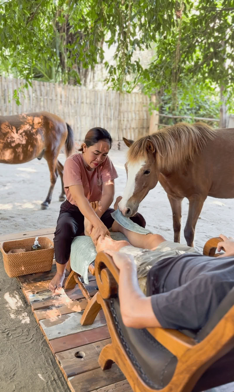 Horse Walk