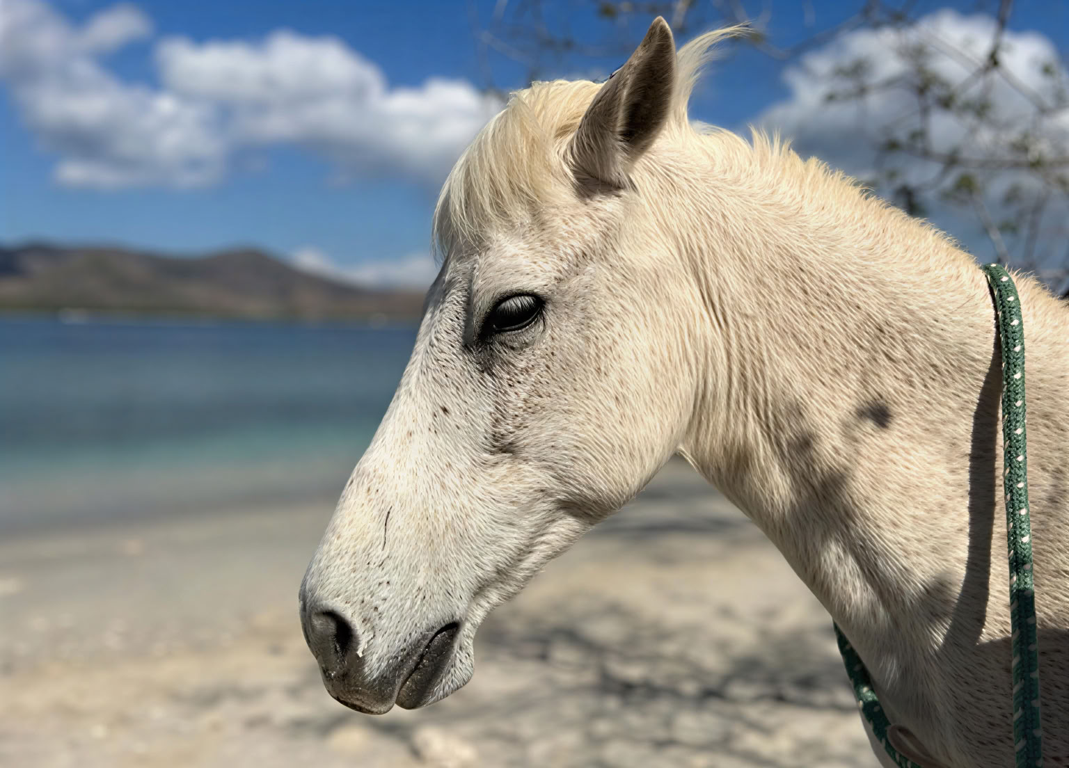 Horse Walk