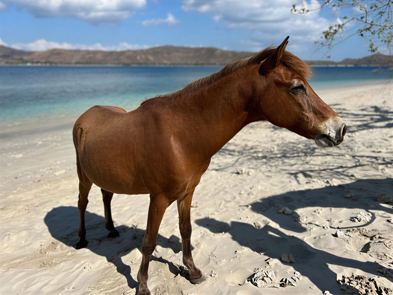 Horse Walk