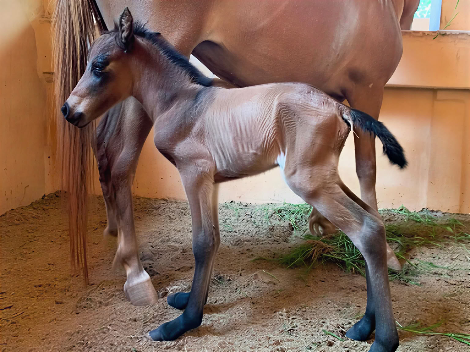 Horse Walk