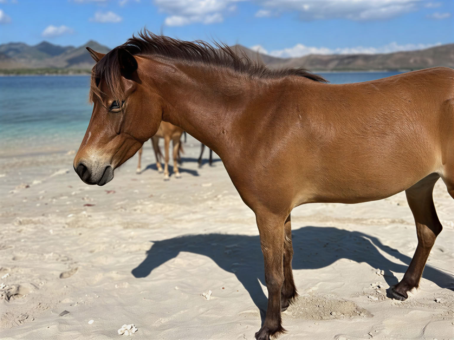 Horse Walk