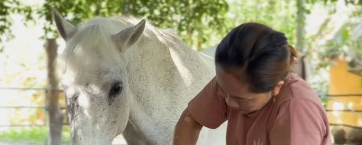 Horse Relaxation Experience