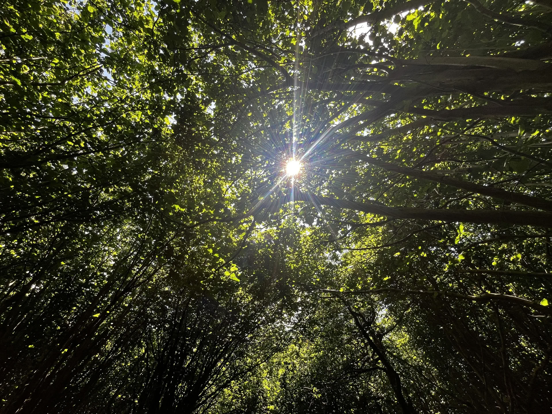 Enwild 1-Day Self Care Retreat: Rest. Revitalise. Reconnect.