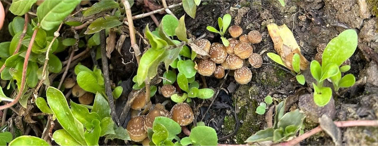 Mushrooms & Mushrooms