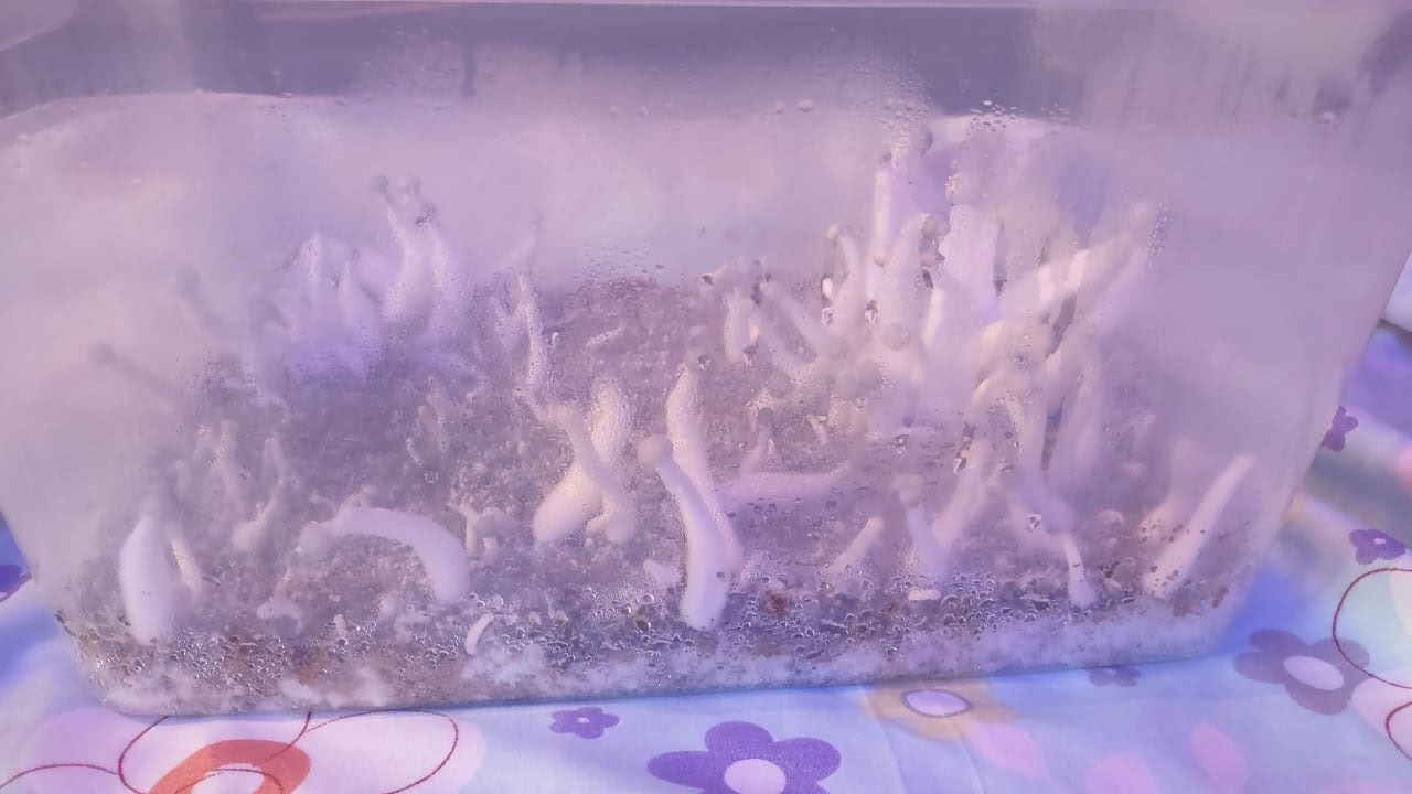 Mushrooms & Mushrooms