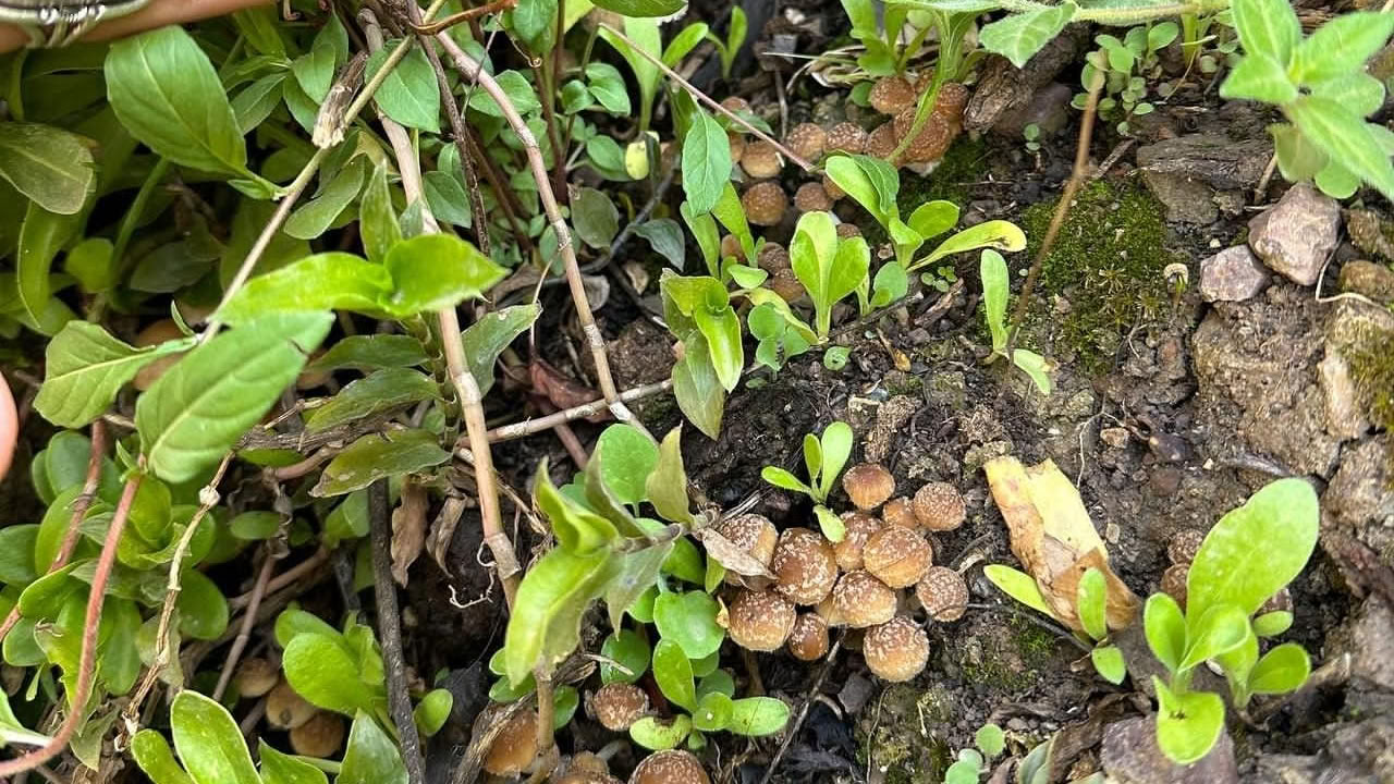 Mushrooms & Mushrooms