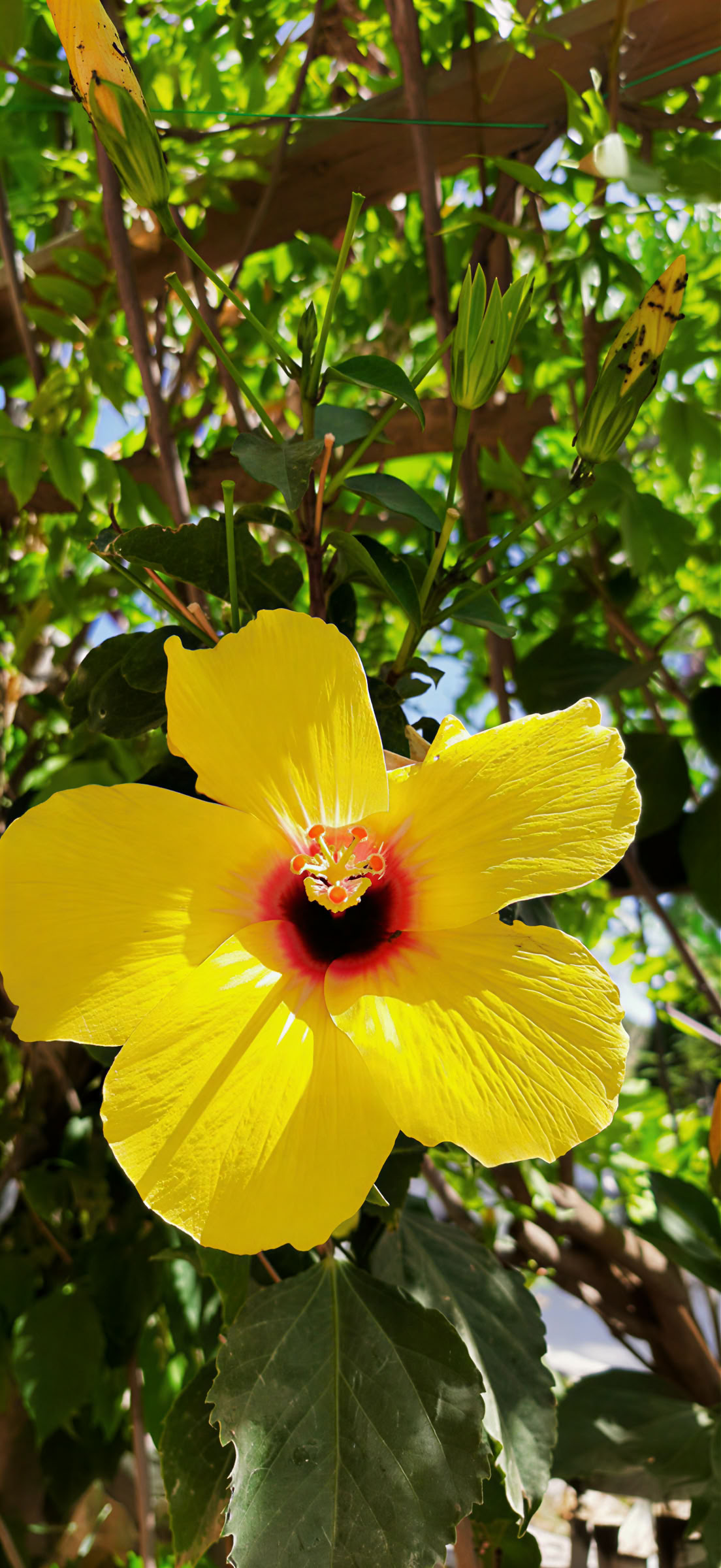 The Radiance Retreat