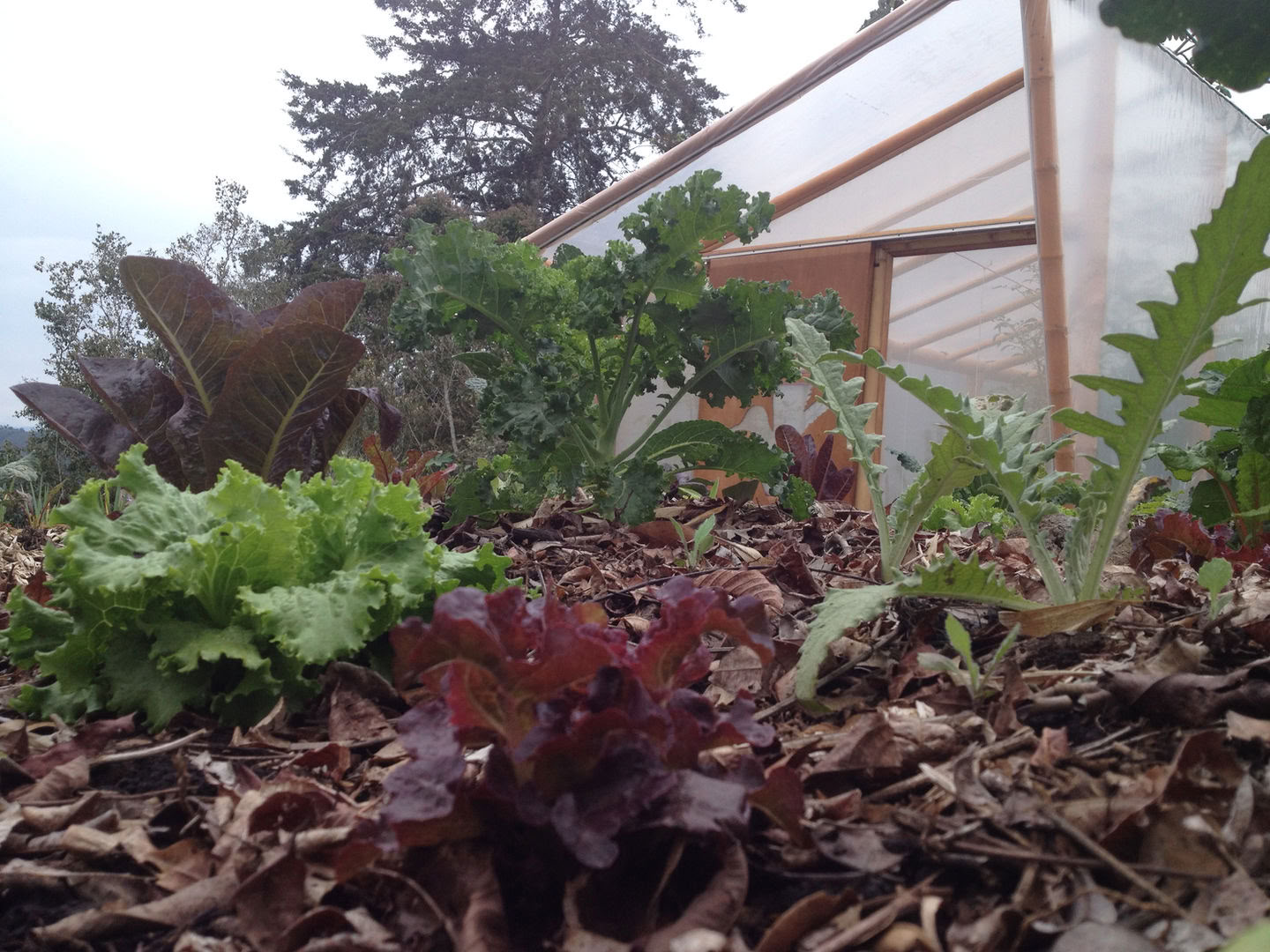 Regenerative Living Apprenticeship