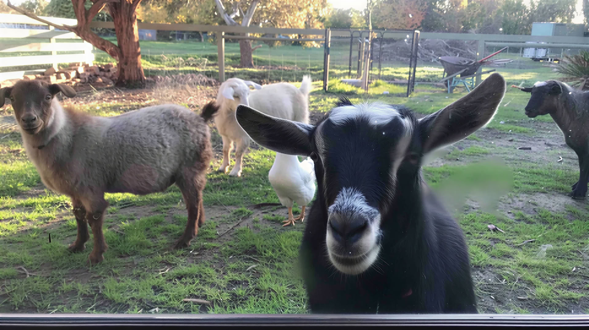 Weekend Farm Stay — Little Farm of Calm