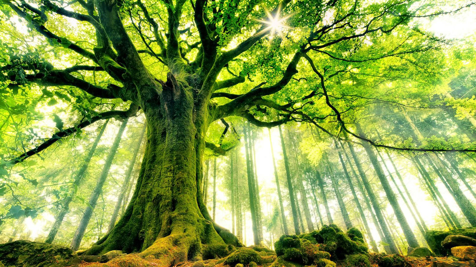 SoulNatural - Nature healing