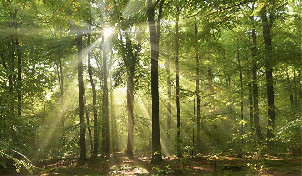FULL MOON CELEBRATIONS & NEW MOON CEREMONIES
