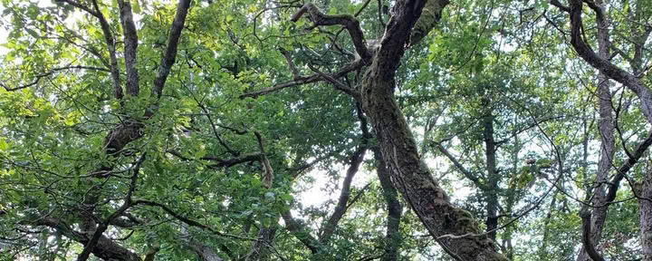 Earth Solo – 24u Vision Quest in het bos – 11 tot 13 september 2026