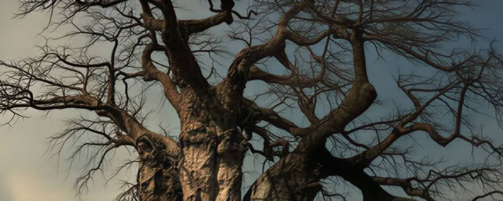 Bush Retreat 7 Days - Hambana Lifestyle Lodge