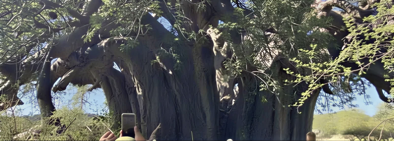 Baobab Guided Tour