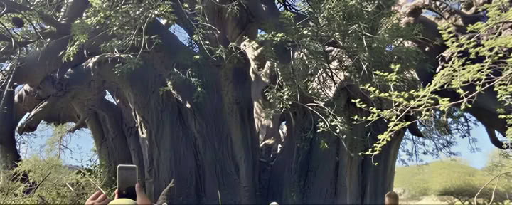 Baobab Guided Tour
