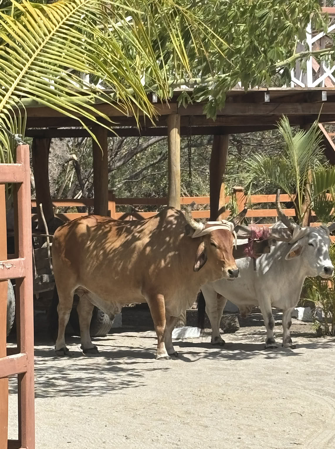 Nicaragua Yoga Retreat February 2027