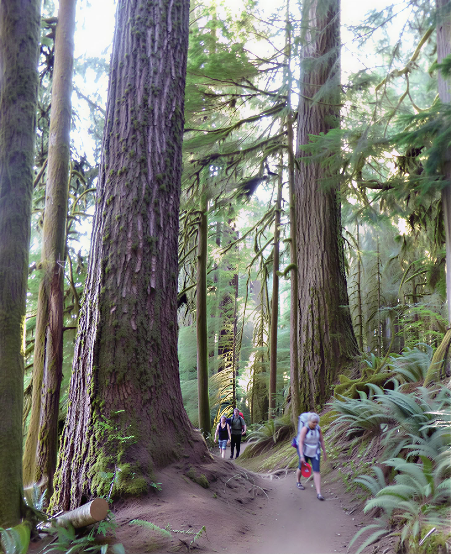 Olympic National Park Forest & Beach Bathing Retreat