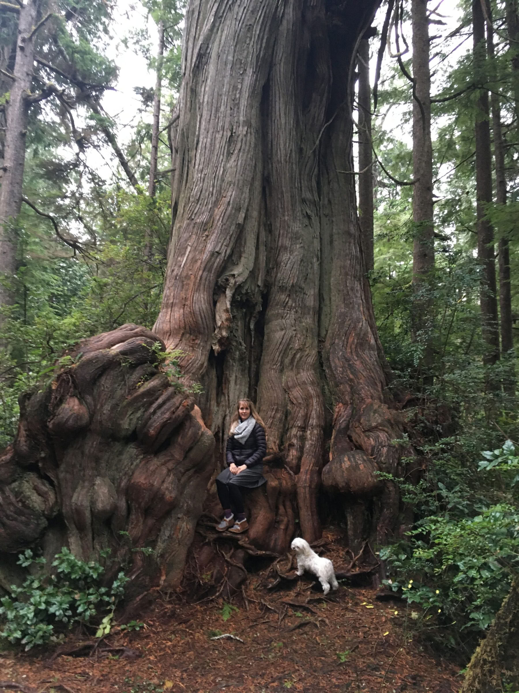 Olympic National Park Forest & Beach Bathing Retreat