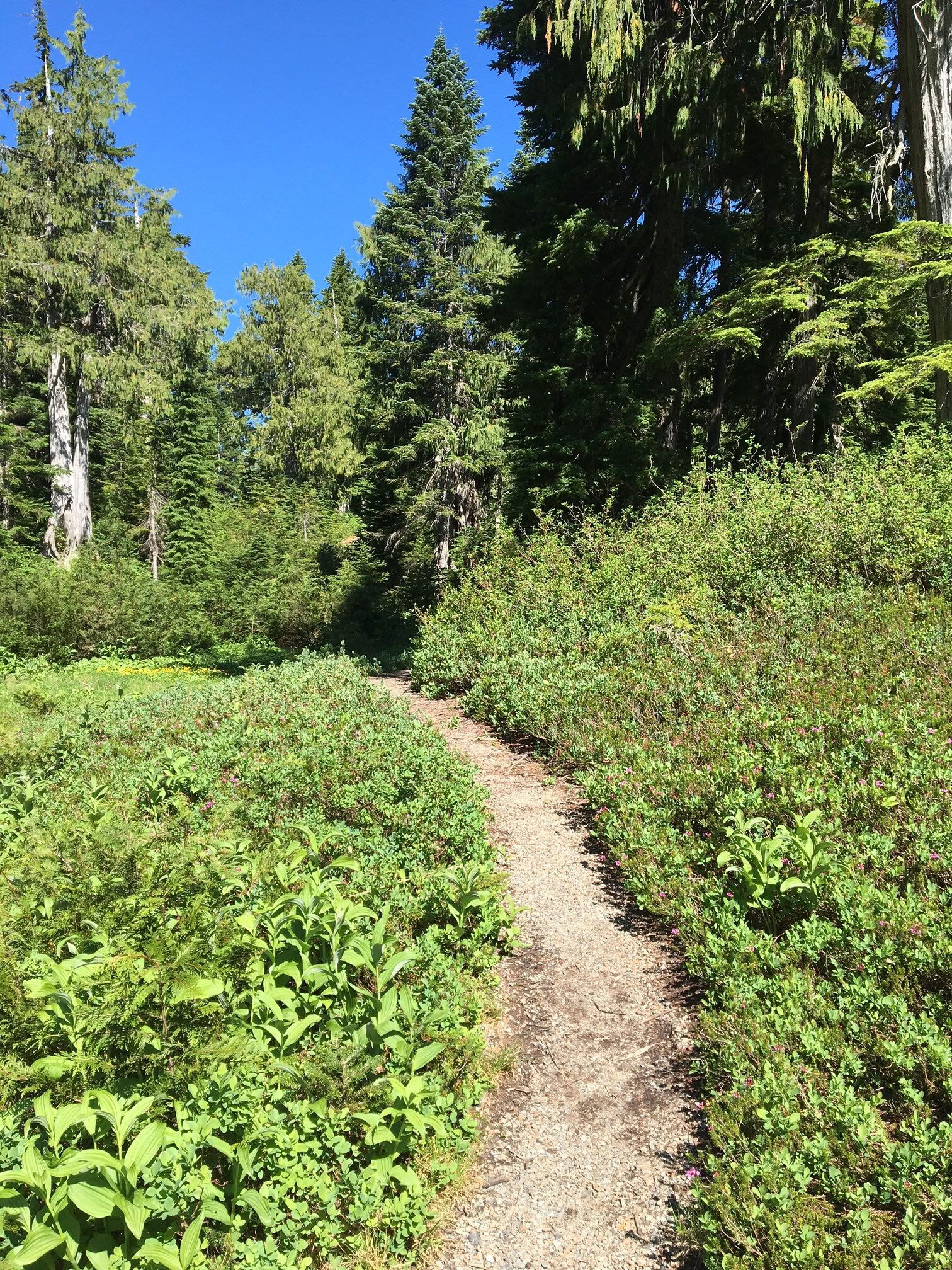 Fox Creek Falls Yoga Hiking Healing Retreat