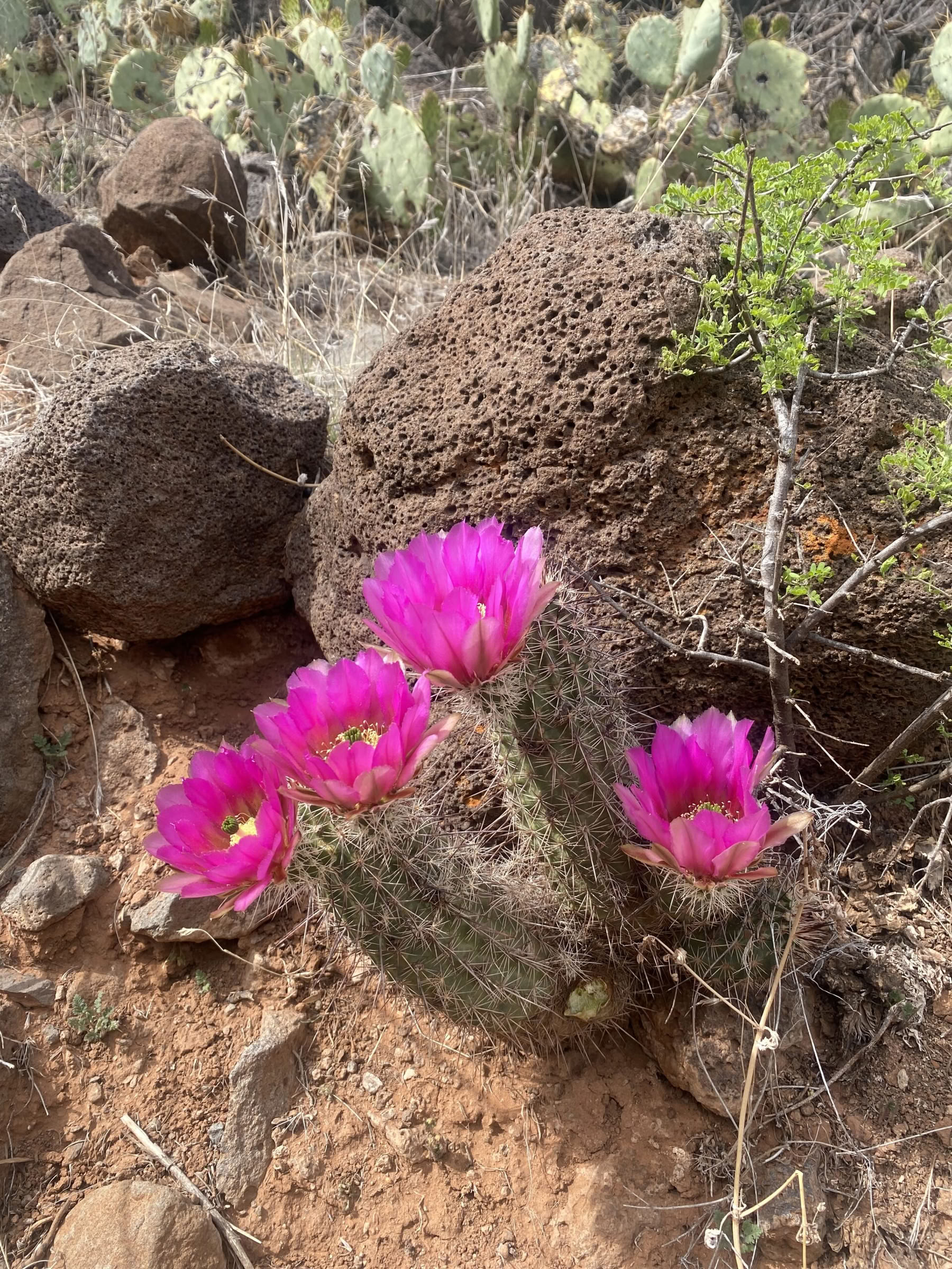 Sedona Arizona Yoga Hiking Healing Retreat