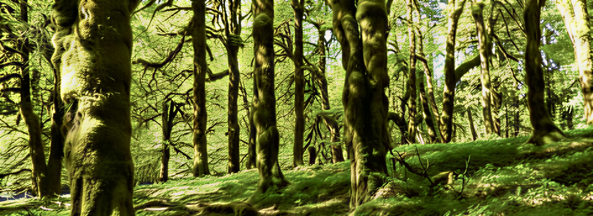 Cascades Meditation Hike Retreat