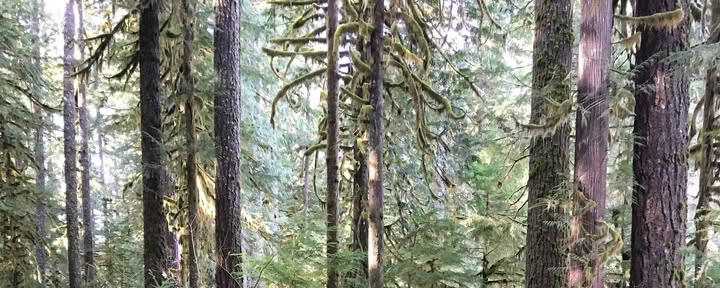 Cascades Meditation Hike Retreat