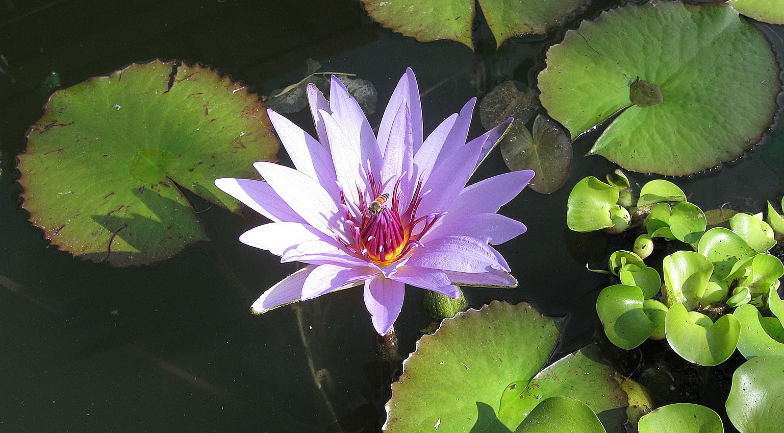 Bali Yoga Retreat