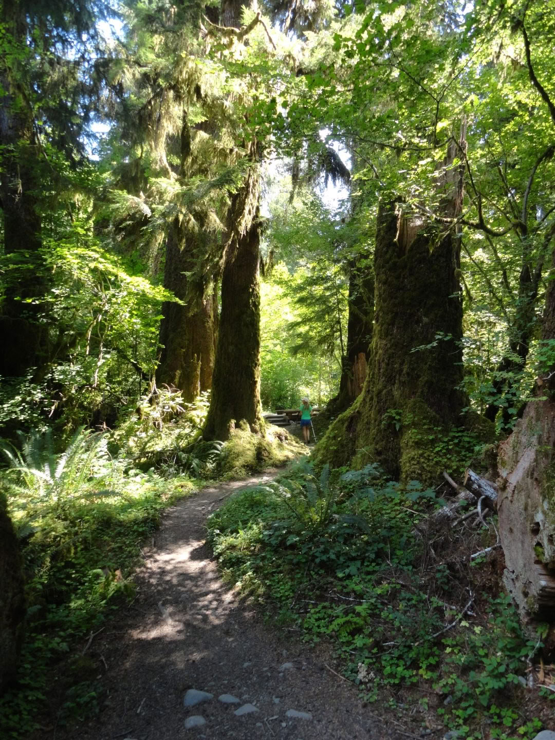 Cascades Old Sauk Trail Hike