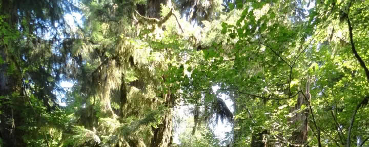 Cascades Old Sauk Trail Hike