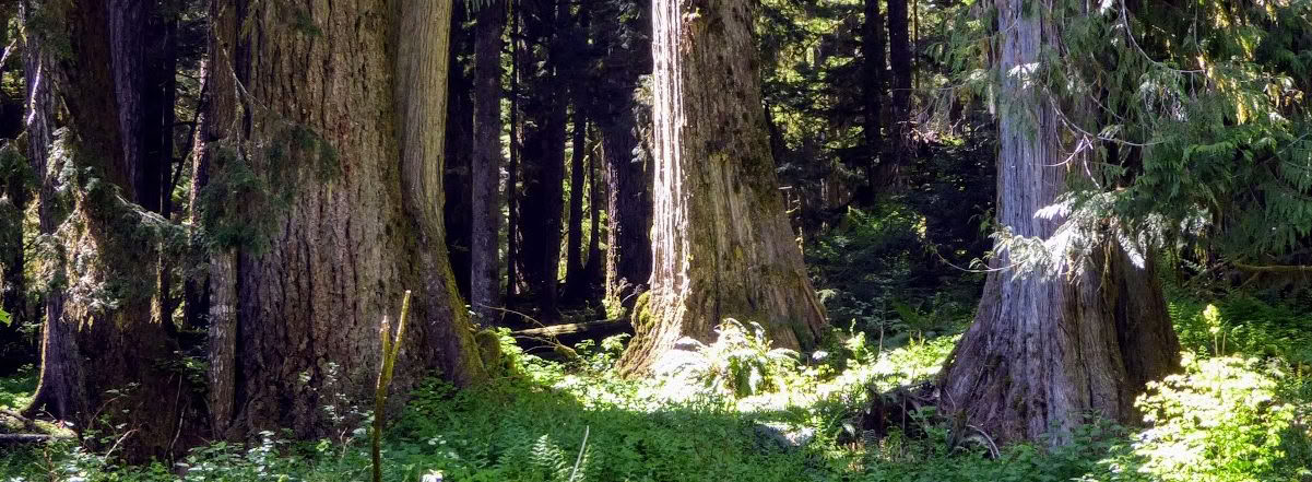 Frog Creek, WA Healing Retreat