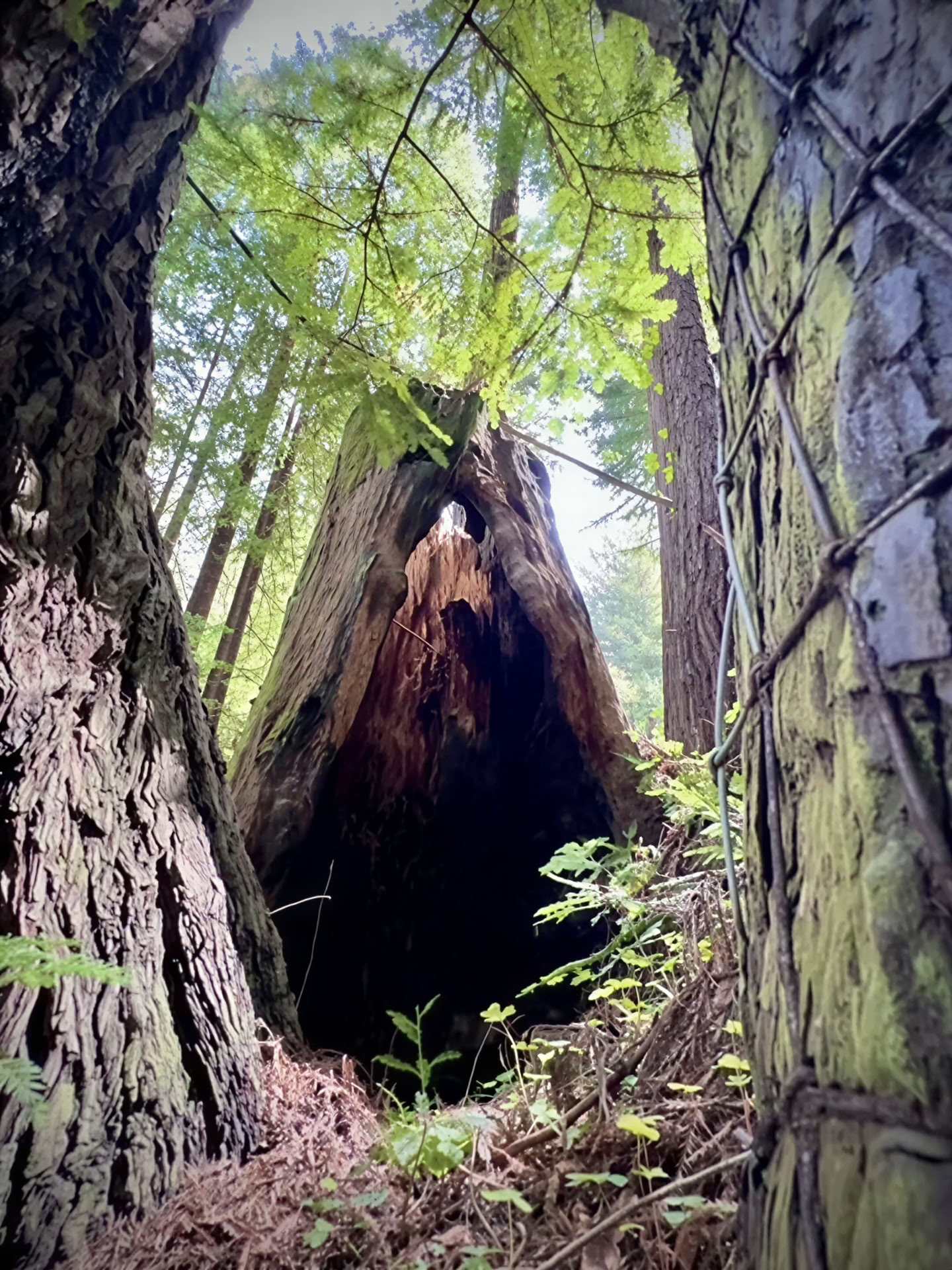 Forest Bathing