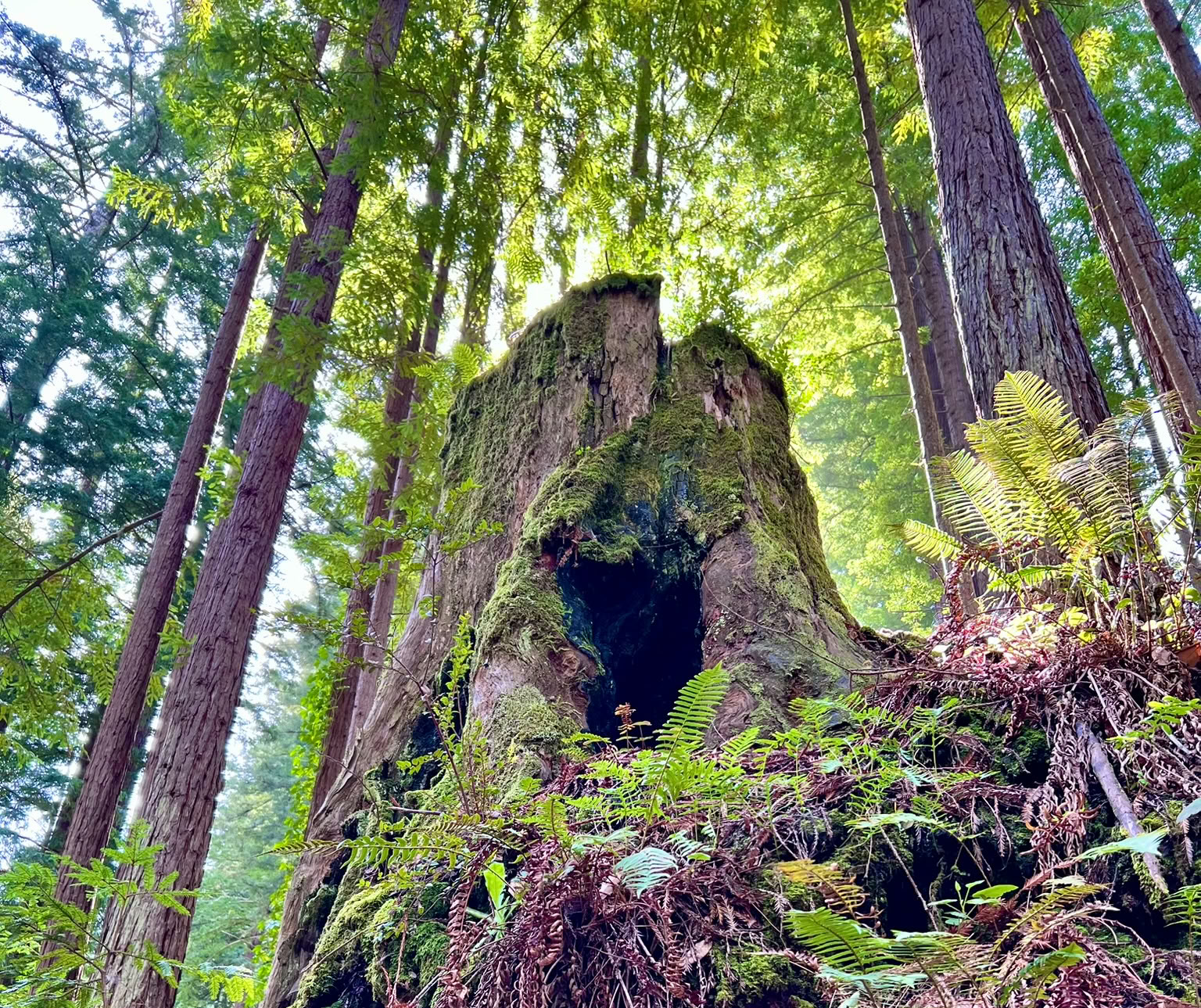 Forest Bathing