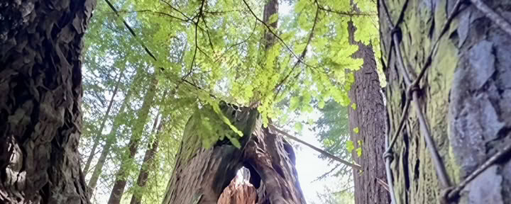 Root + Rise: The Foundational Reset