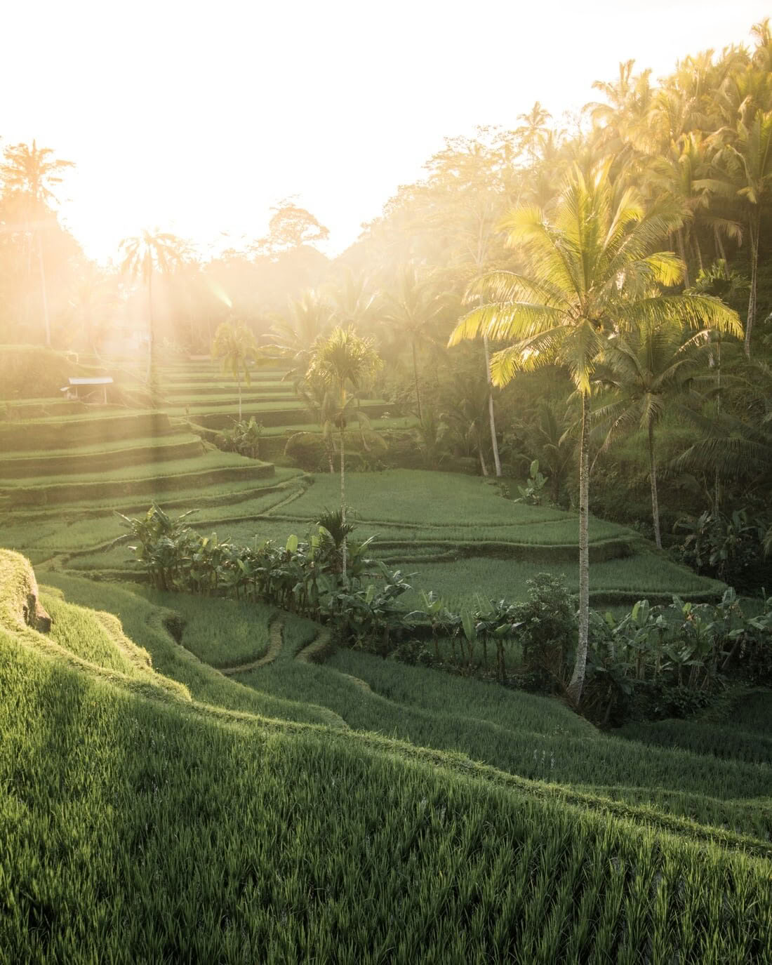 The Integrated Path: 6-Night Yoga Retreat in Koh Samui, Thailand