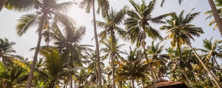 India Yoga and Ayurveda Retreat - September 1st