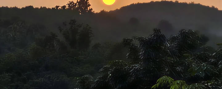 Wellness Retreat in Kerala