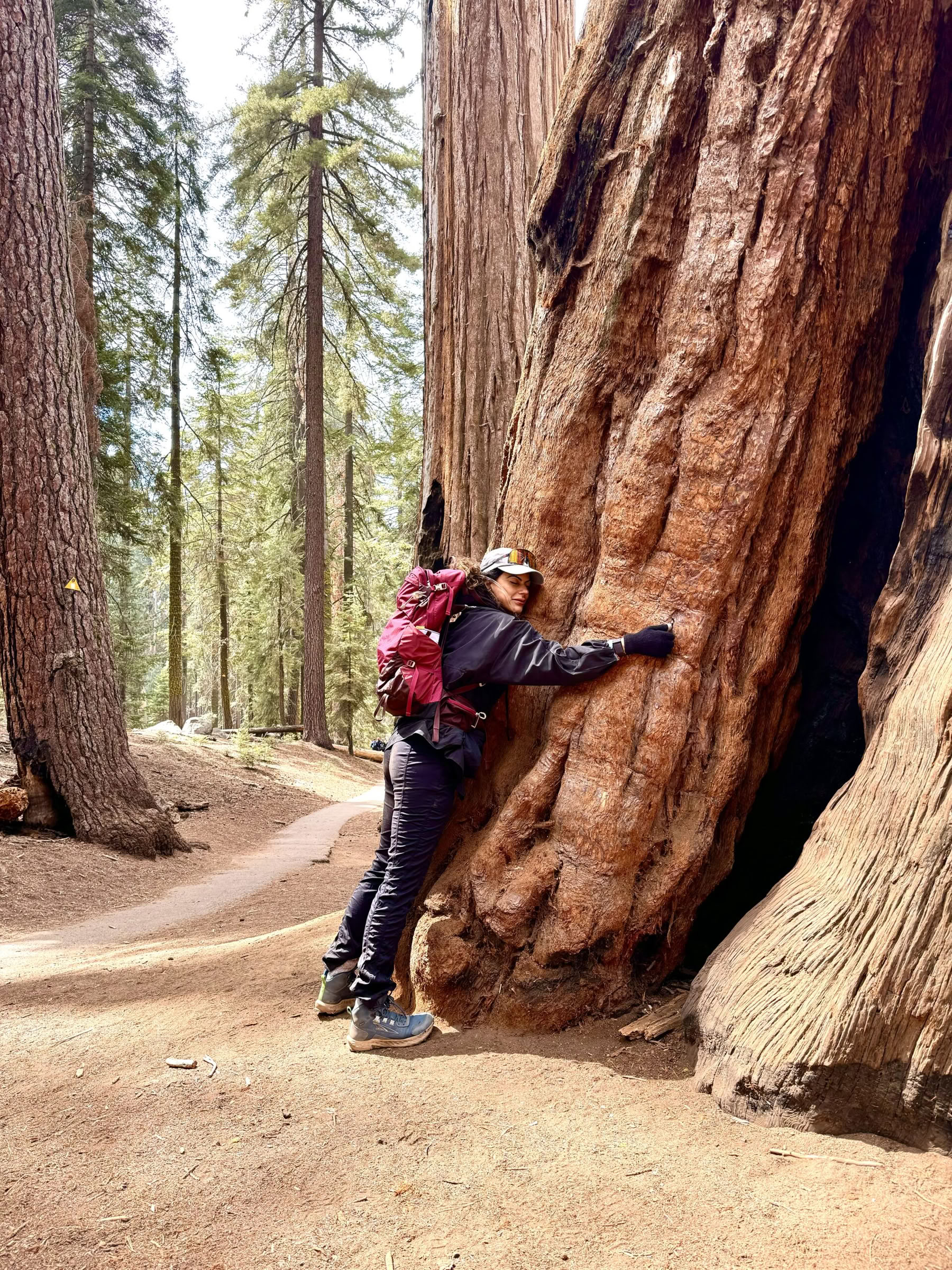 Discovering the Magic of Sequoia