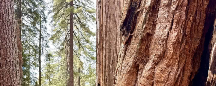 Discovering the Magic of Sequoia