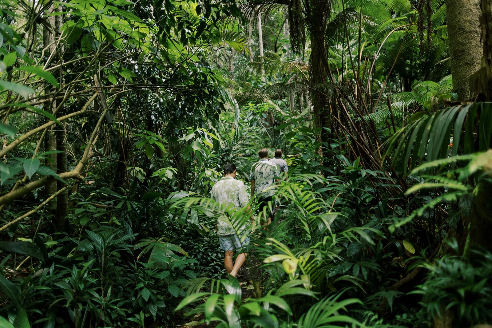 Private Cloud Forest Tour - Pantropical Trail (1.5 hr)